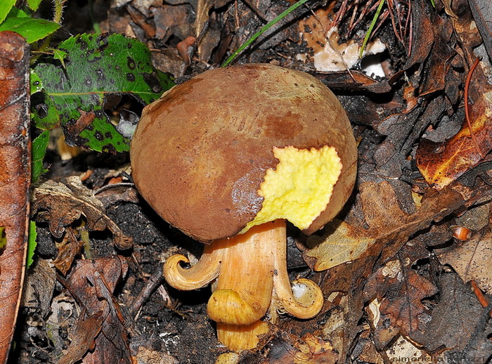 Xerocomus ferrugineus ?